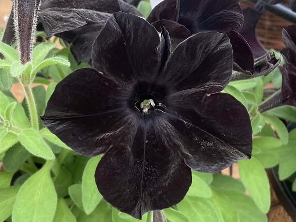black