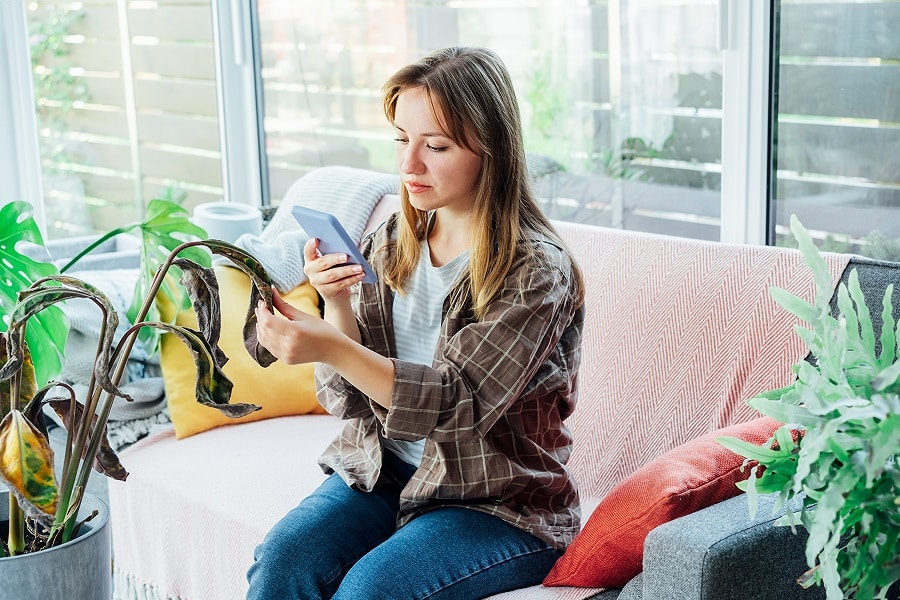 Reasons Your Houseplants Die