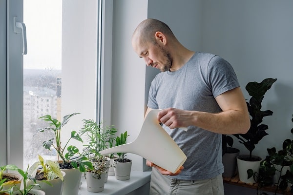 Reasons Your Houseplants Die