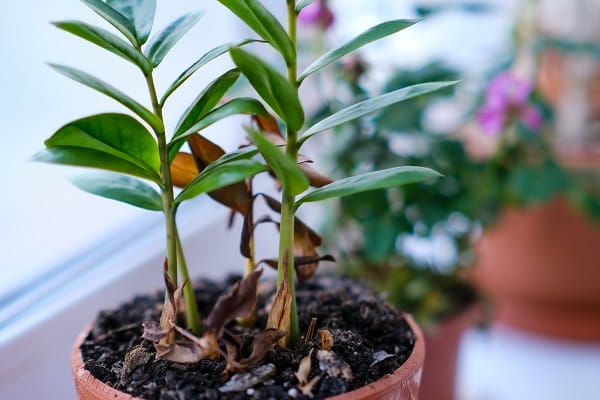 Reasons Your Houseplants Die