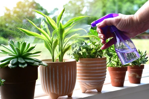 Reasons Your Houseplants Die