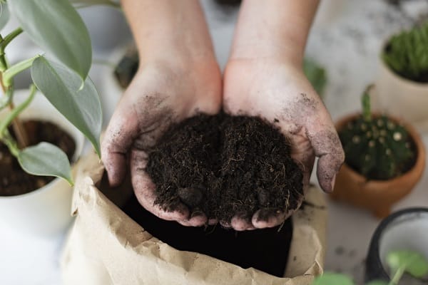 Reasons Your Houseplants Die