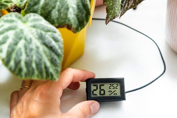 Reasons Your Houseplants Die