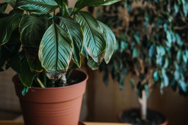 Reasons Your Houseplants Die
