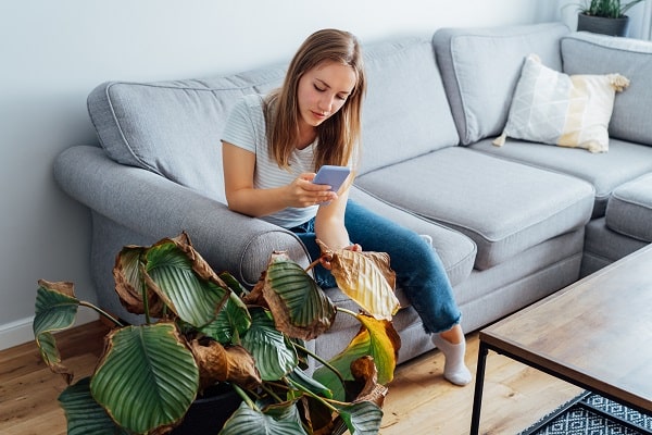 Reasons Your Houseplants Die