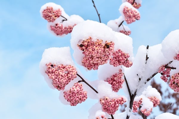 Looks Great All Year Long