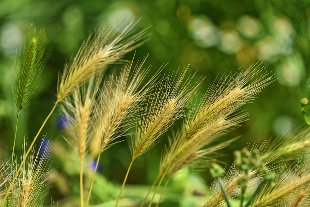 foxtail-greenripegarden