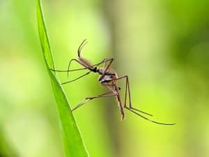 Mosquitoes Repellants
