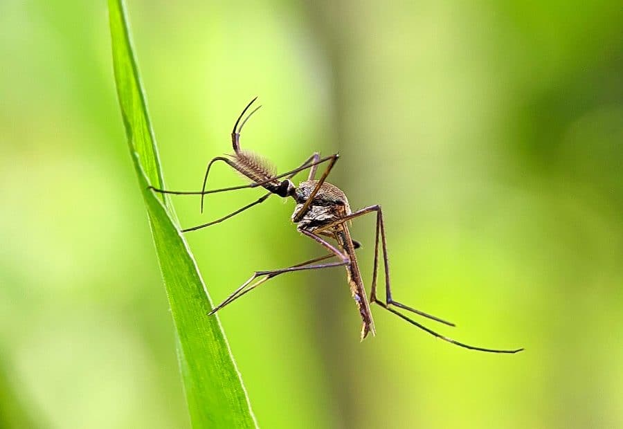 Mosquitoes Repellants