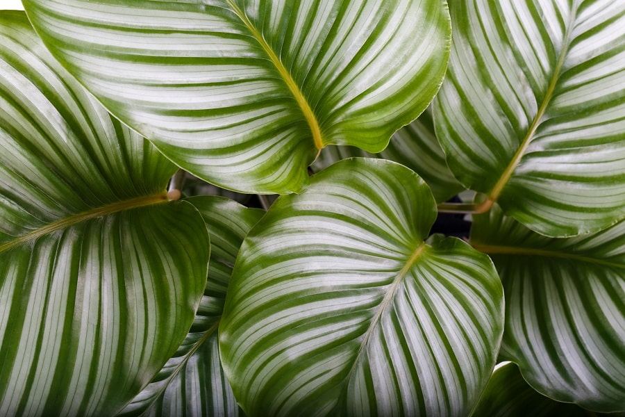 houseplants