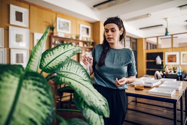 houseplants