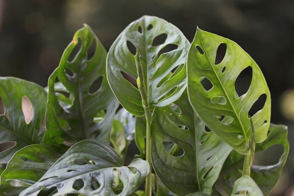 houseplants