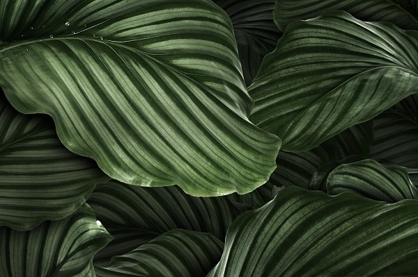 houseplants
