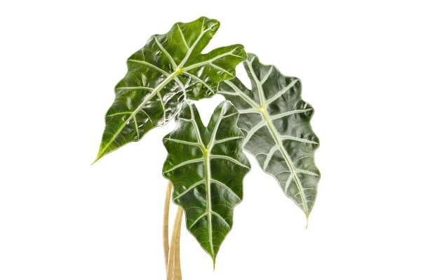 houseplants