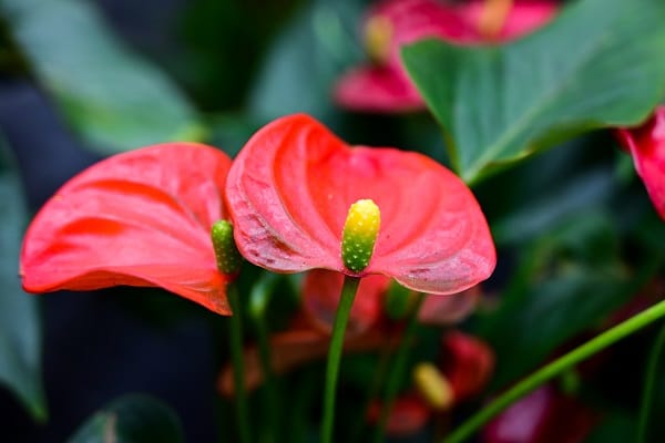 houseplants