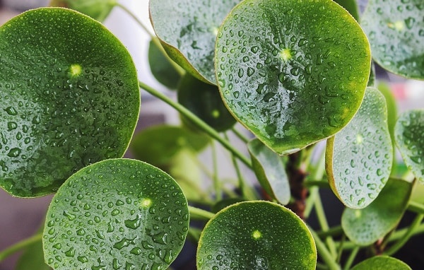 houseplants