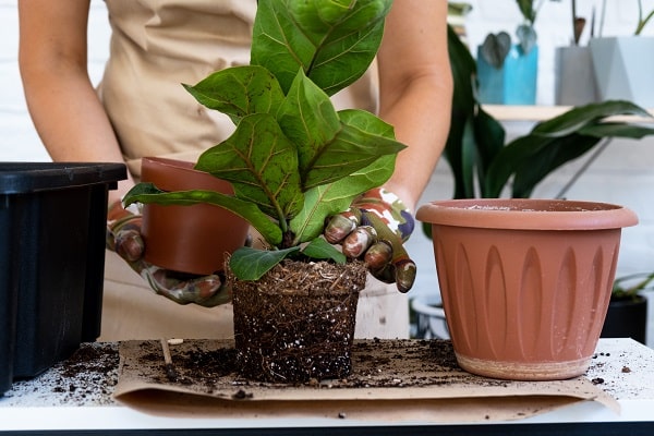 houseplants