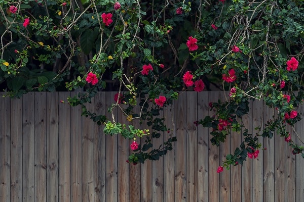 Pruning Your Rose Bush
