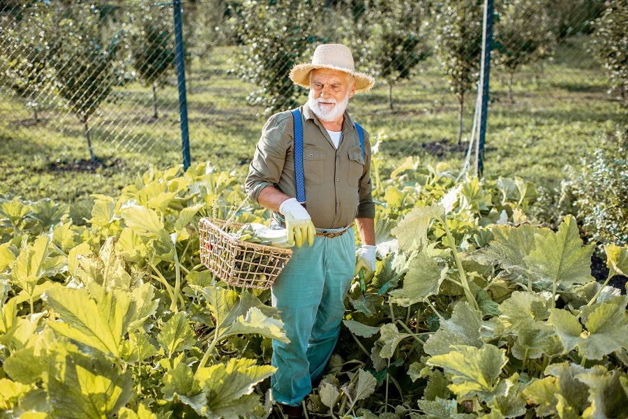 Succession Planting
