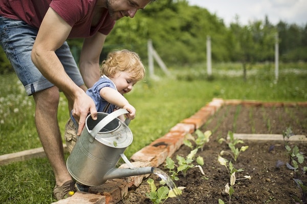Succession Planting