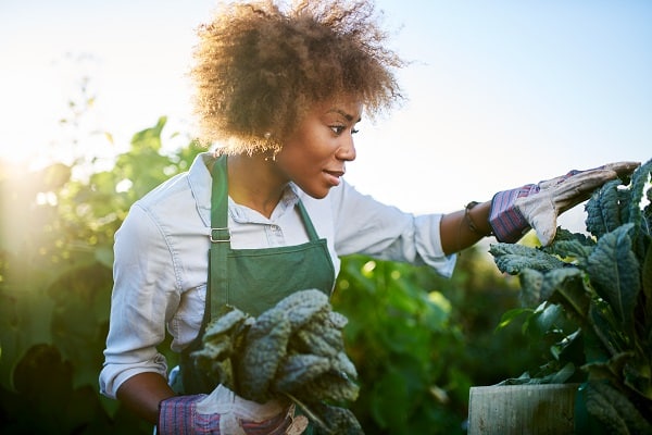 Succession Planting