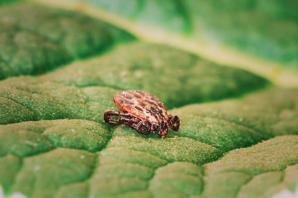 Harmful Insects