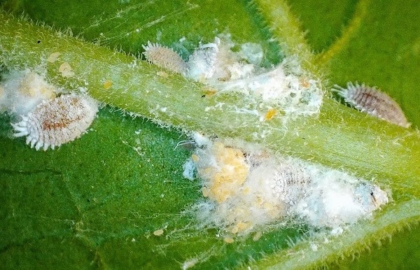 Harmful Insects