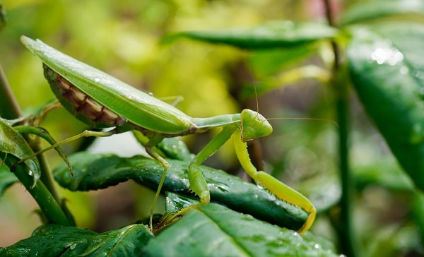 Harmful Insects
