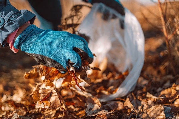 Burning Leaves