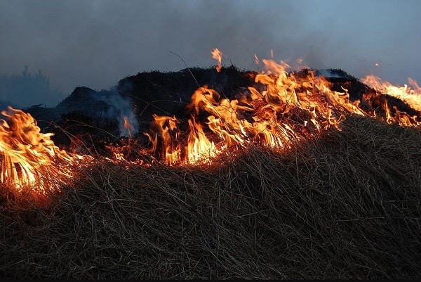 Burning Leaves