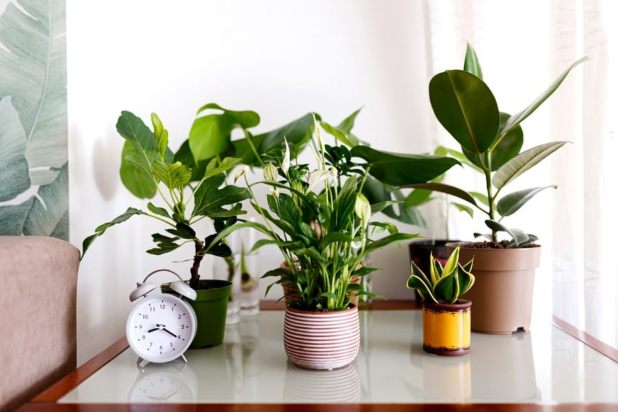 Plants