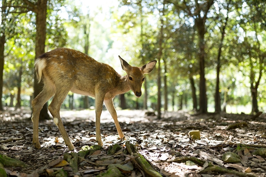 Keep Deer Out Of Your Garden