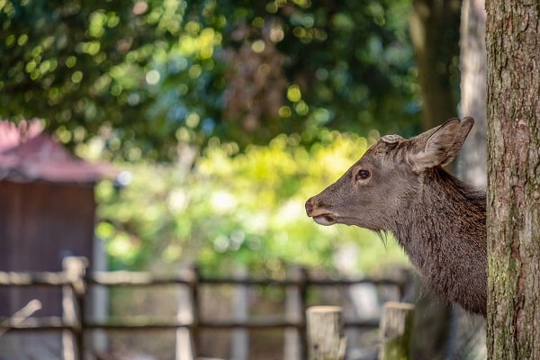 Keep Deer Out Of Your Garden