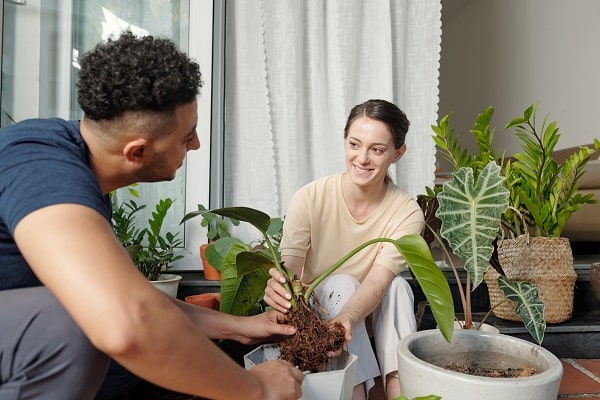 Move Your Garden Indoors