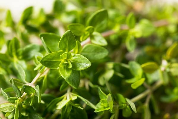 Spices You Should Grow