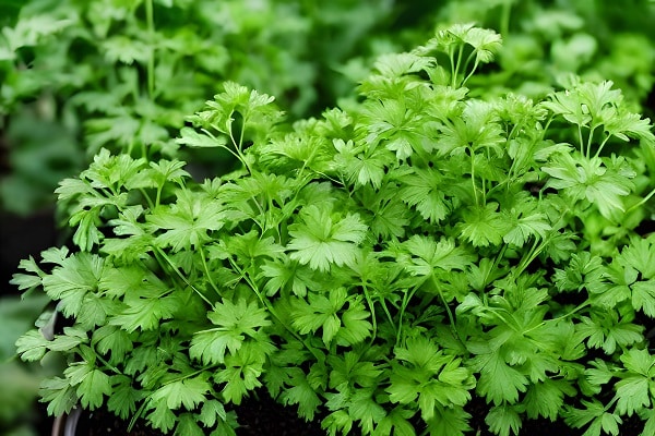 Spices You Should Grow