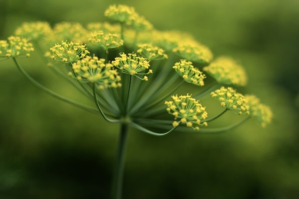 Spices You Should Grow