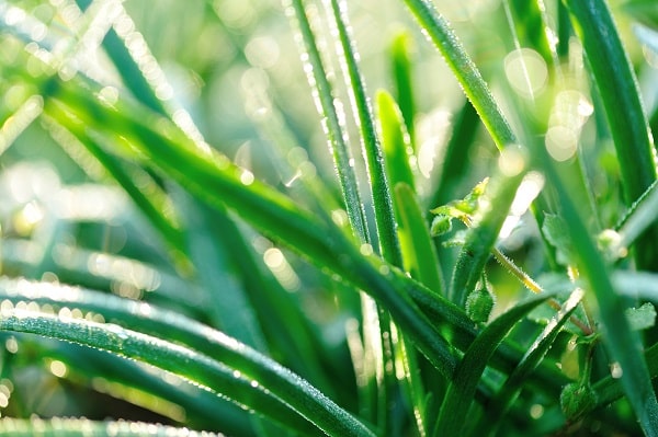 Spices You Should Grow