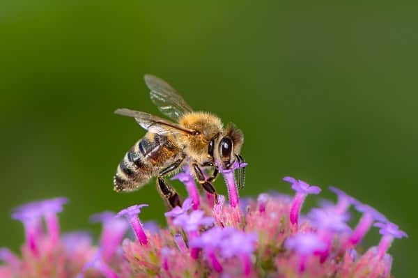 Insects