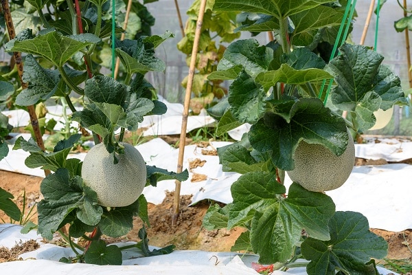 Grow Melons