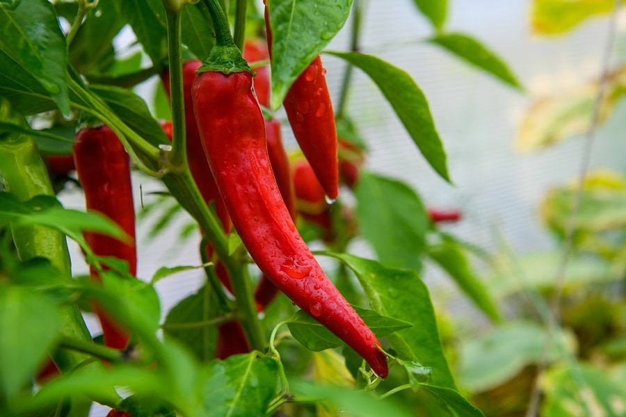 Grow Peppers