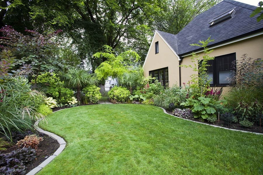 Privacy Plants