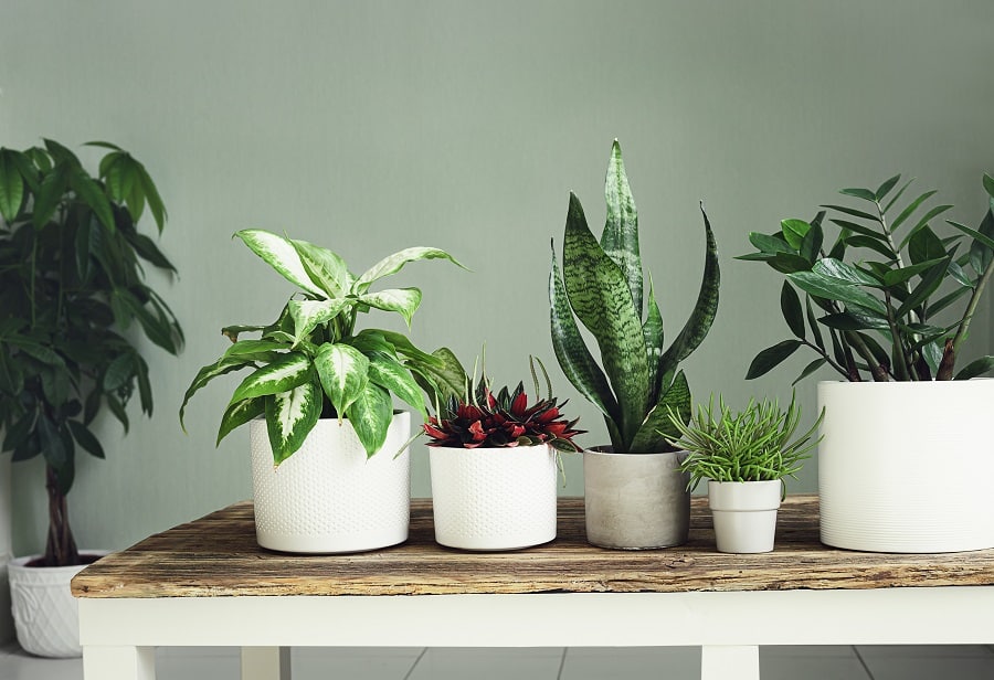 House Plants