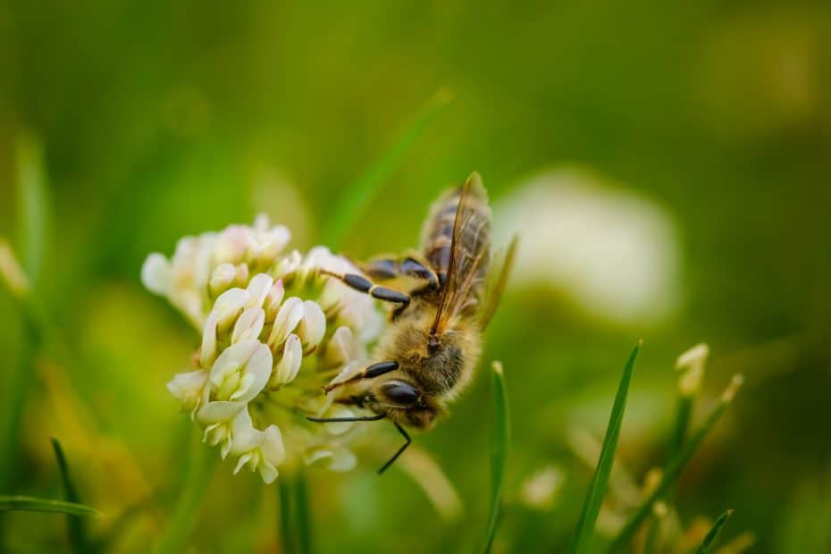 Bees