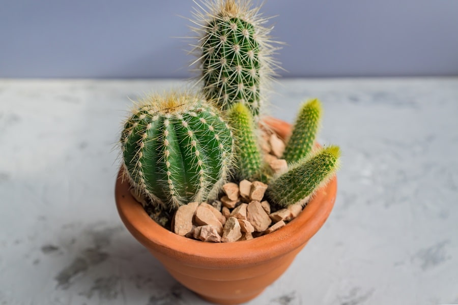 Growing Cacti