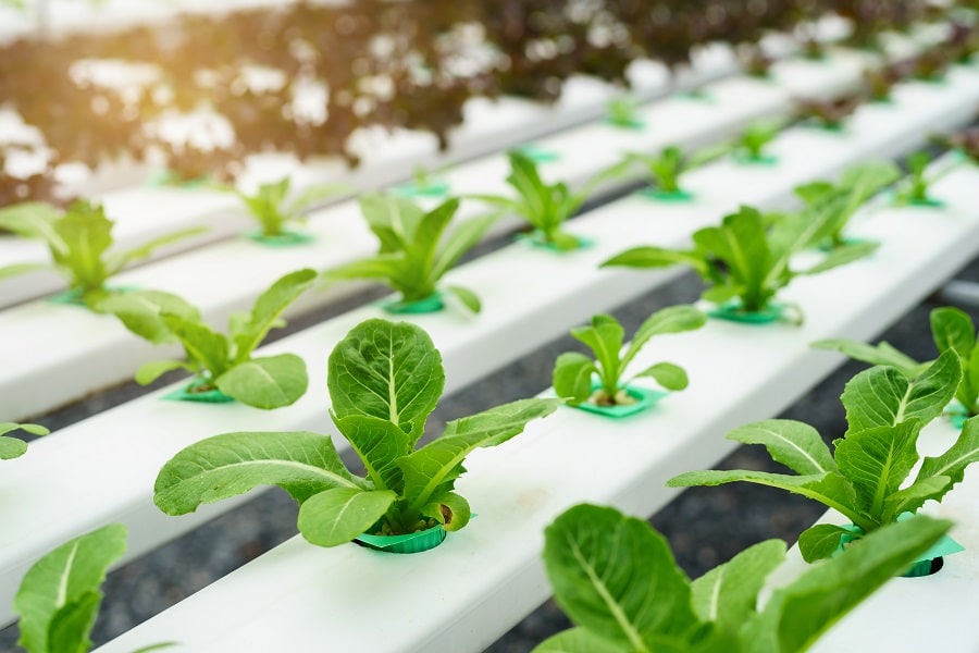 Hydroponic Garden