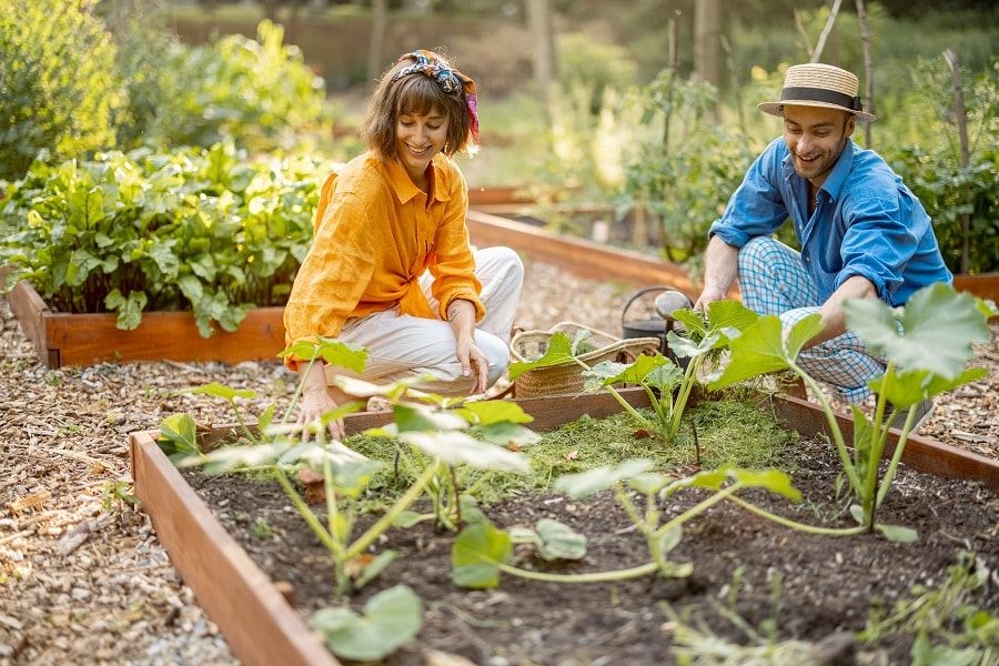 Raised Garden Beds