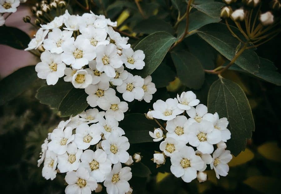 Shrubs