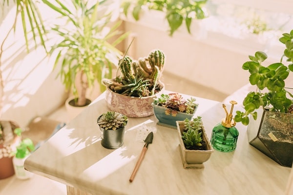 Garden Plants