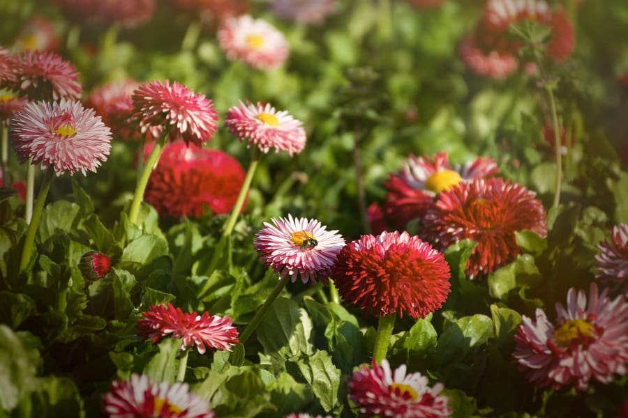 Perennials